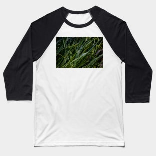 Water Drops on Blades of Grass Baseball T-Shirt